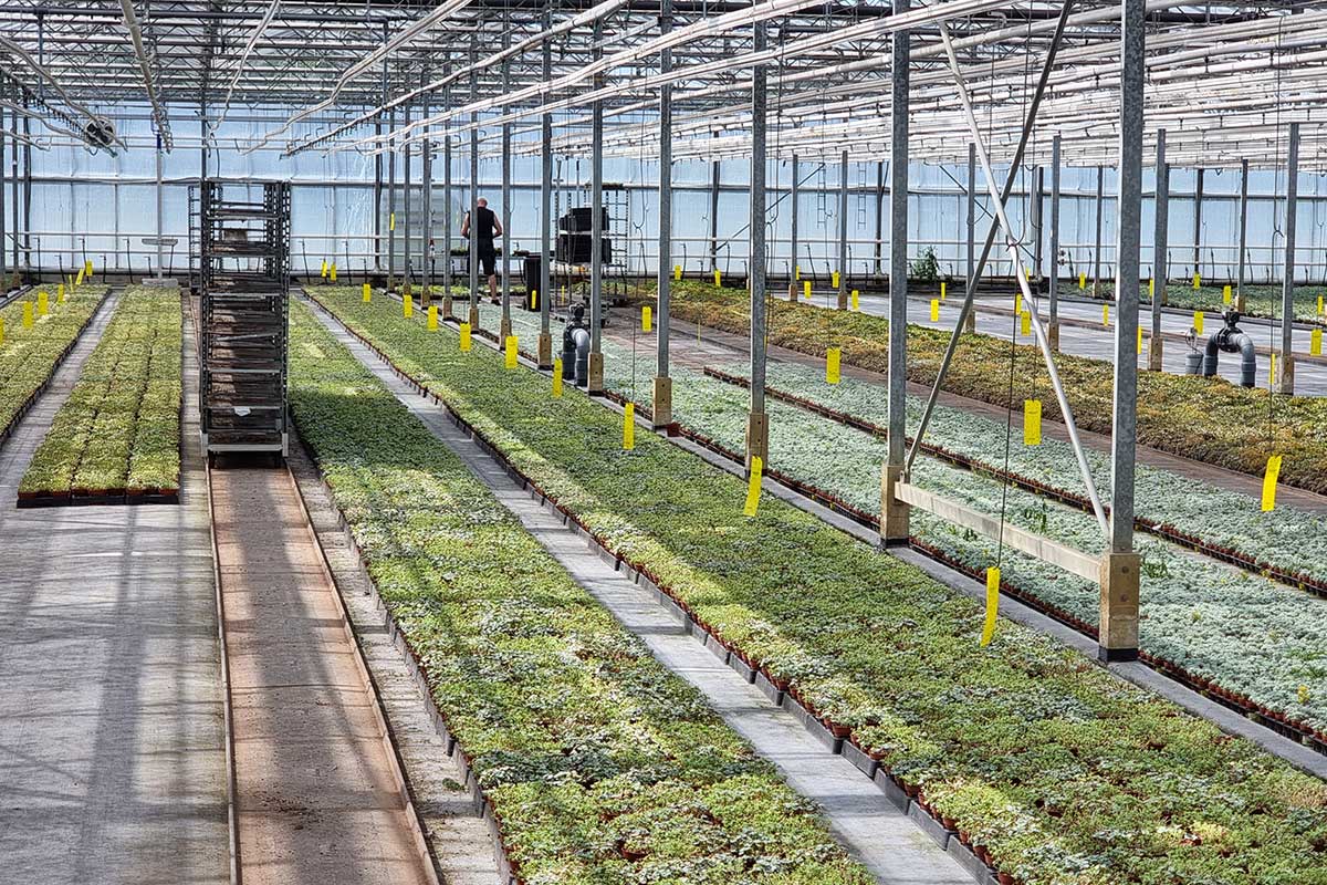 CC-Wegeplatten bei Escaro Plans