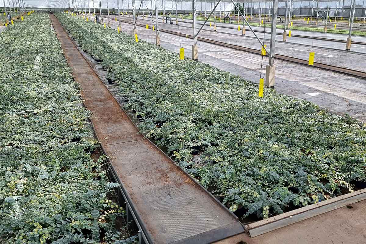CC-Wegeplatten bei Escaro Plans