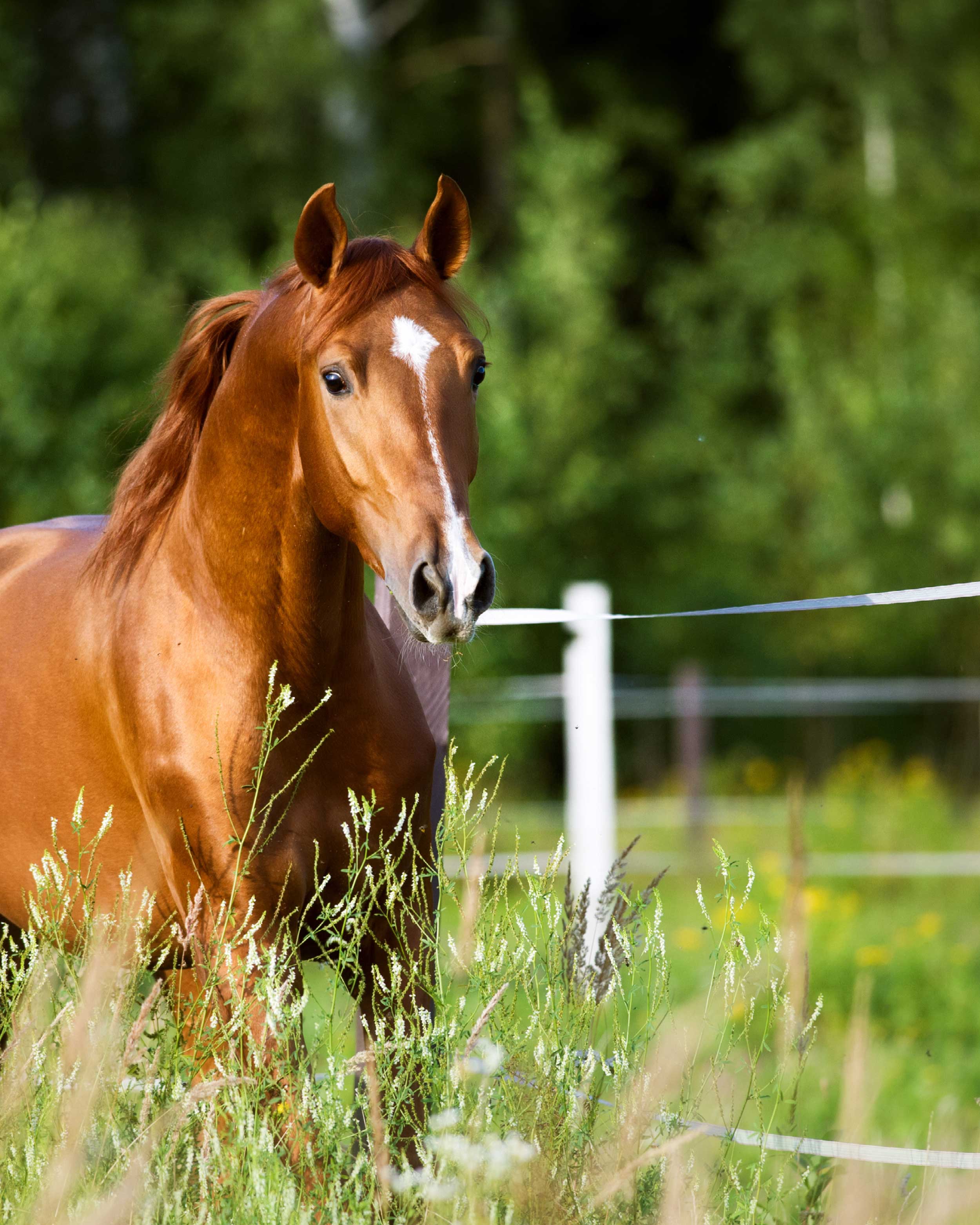 Reitsport