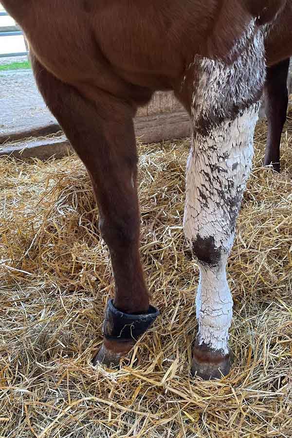Olenas Bein war stark geschwollen und musste vom Tierarzt behandelt werden. Olenas Bein war stark geschwollen und musste vom Tierarzt behandelt werden.