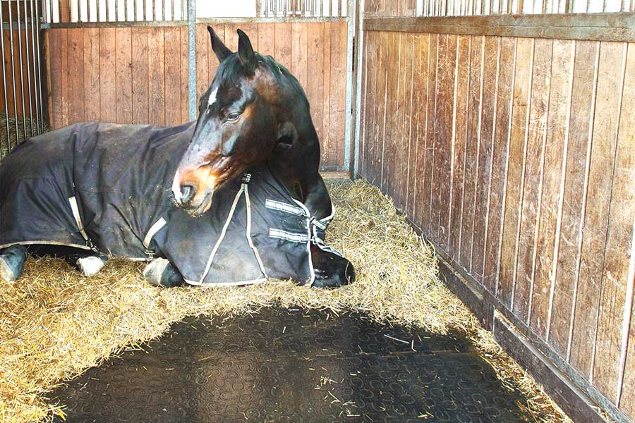 Pferd auf Boxenmatte Pferd auf Boxenmatte