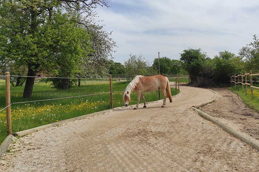 Drei verschiedene Bodenbeläge schaffen Abwechslung für den Huf und sorgen für Ruhe in der Wallach-Gruppe. Links: TTE® mit dem PflastersteinGRIP, Mitte: Rasengittersteine, Rechts: unbefestigter Naturpfad Drei verschiedene Bodenbeläge schaffen Abwechslung für den Huf und sorgen für Ruhe in der Wallach-Gruppe. Links: TTE® mit dem PflastersteinGRIP, Mitte: Rasengittersteine, Rechts: unbefestigter Naturpfad