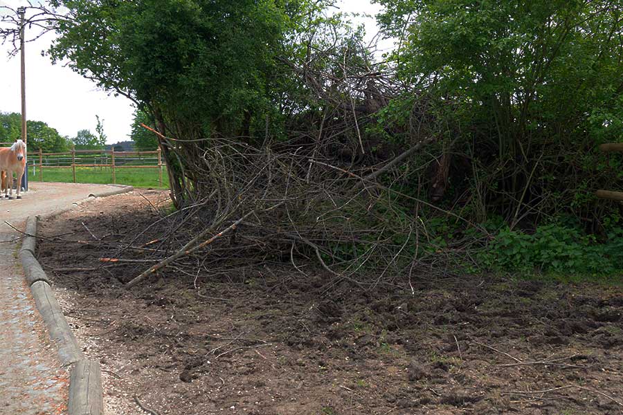 An der Totholzhecke wird geknabbert was das Zeug hält. An der Totholzhecke wird geknabbert was das Zeug hält.