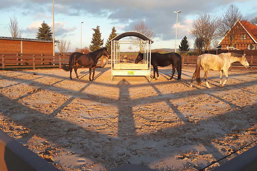 Paddocks+k%C3%B6nnen+auch+im+Winter+trockene+Wohlf%C3%BChlfl%C3%A4chen+sein.