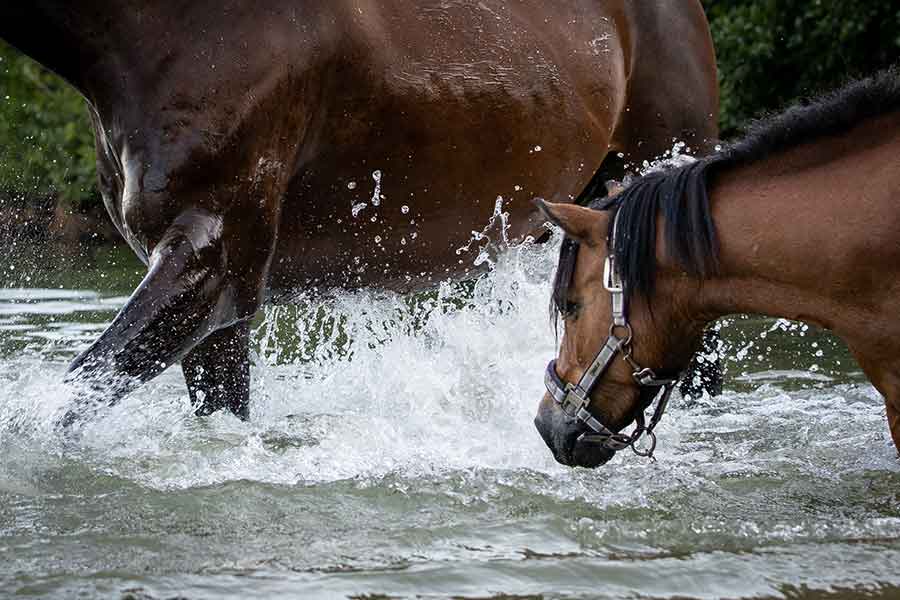 Wasserfurche+f%C3%BCr+Pferde