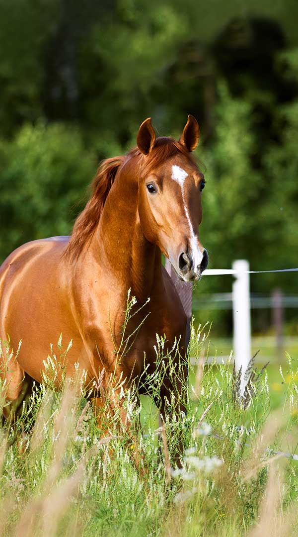 Reitsport+und+Tierhaltung